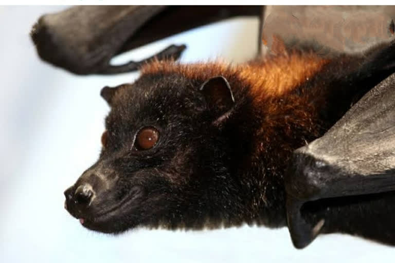 bat