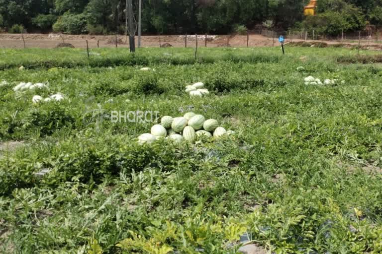 No Suitable price for watermelon fruit