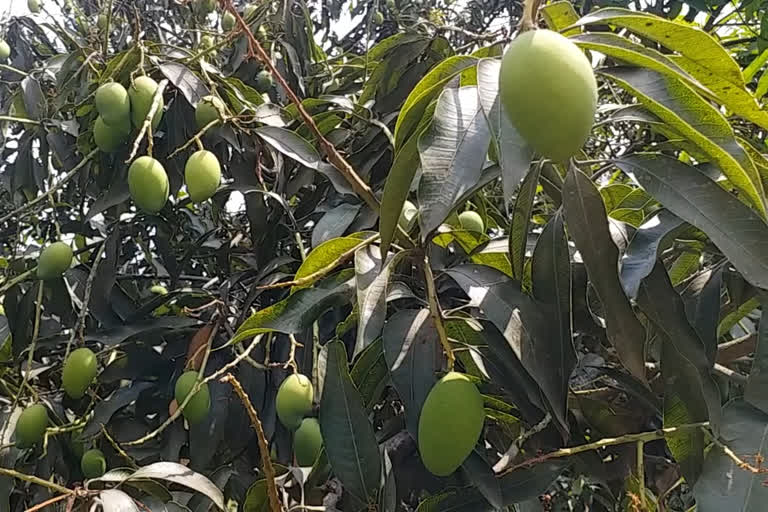 grief of mango farmers in barabanki