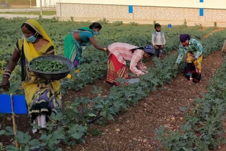 women of Kawardha are working hard and growing vegetables in barren land