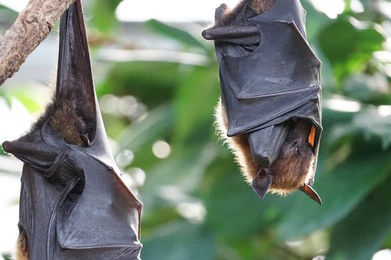 bats-not-responsible-for-covid-19-say-researchers