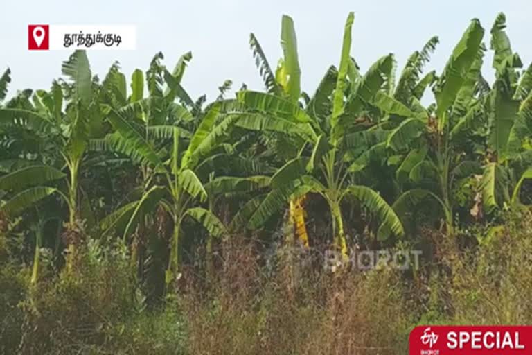 Government should come forward to protect the livelihood of banana farmers