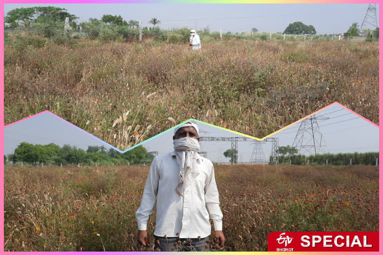 Marigold Flower Cultivation in Ghaziabad after lockdown and coronavirus