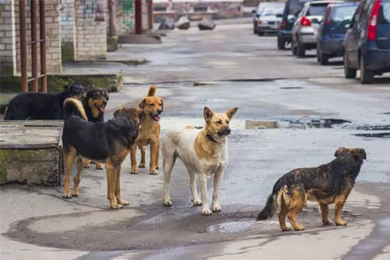 Dogs are being trained to sniff out COVID-19