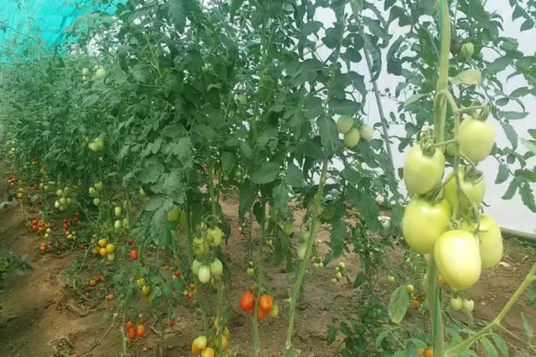 tomato production