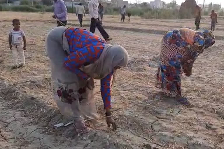 भूख मिटाने के लिए मजदूर खेतों से बीन रहे गेहूं की बालियां