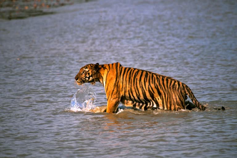 Sunderbans