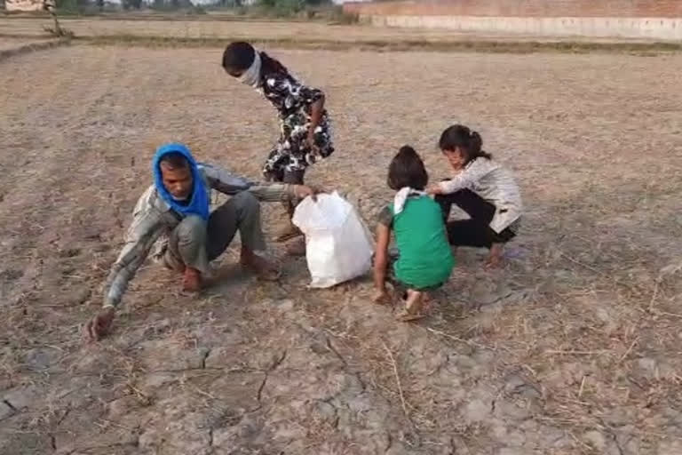 poor-labors-picking-wheat-grain-from-fields-in-meeruth-in-lockdown