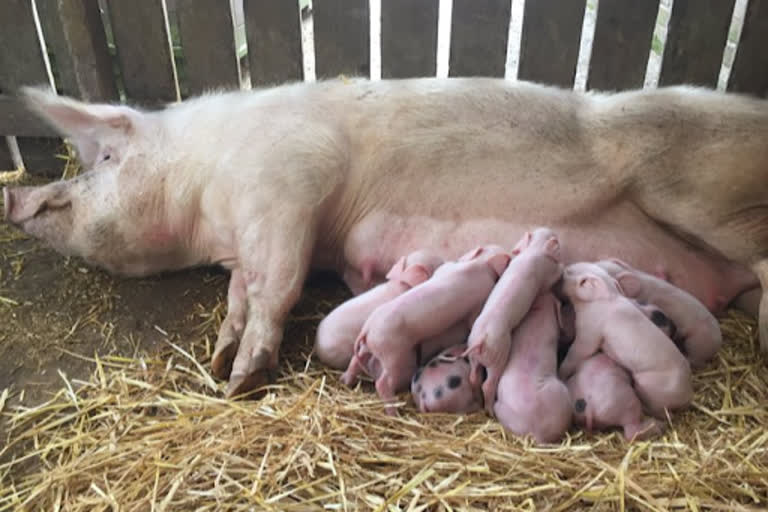 Piglets from UK for N-E states quarantined in Delhi