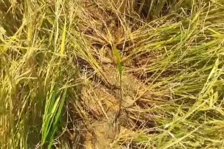 crops destroyed due to hailstorm