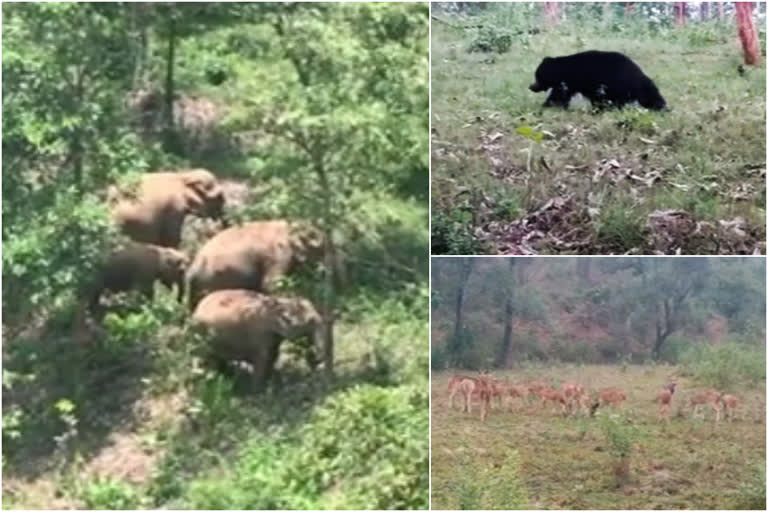 wayanad wild animals  wayanad lockdown  lockdown animals  ലോക്ക് ഡൗണ്‍  വാഹനഗതാഗതം  വയനാട് വനപാത  വയനാട് വിനോദസഞ്ചാരം  wayanad tourism