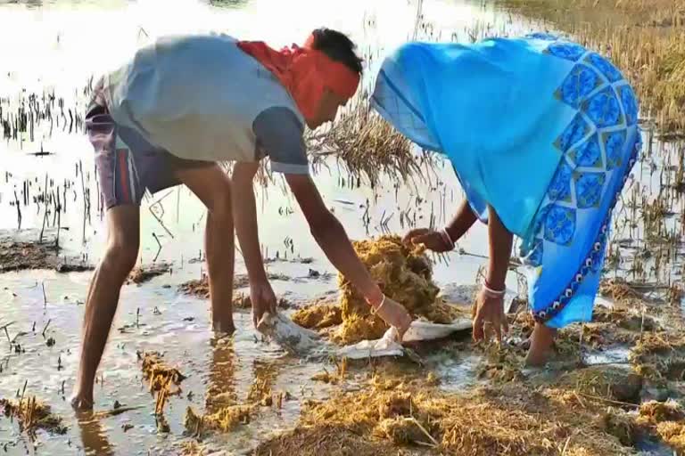 गेहूं की फसल