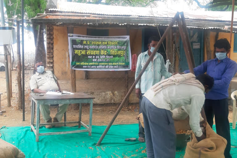 Government is buying mahua flower for Rs 35 in khategaon tehsil of mahua district