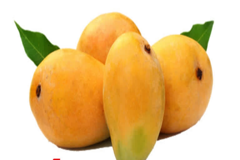 horticulture-department-supplying-mangoes-from-today