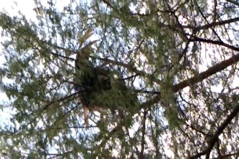 hunter-shot-peacock-in-neemuch