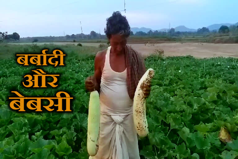 farmer not getting fair price of vegetable in dumka