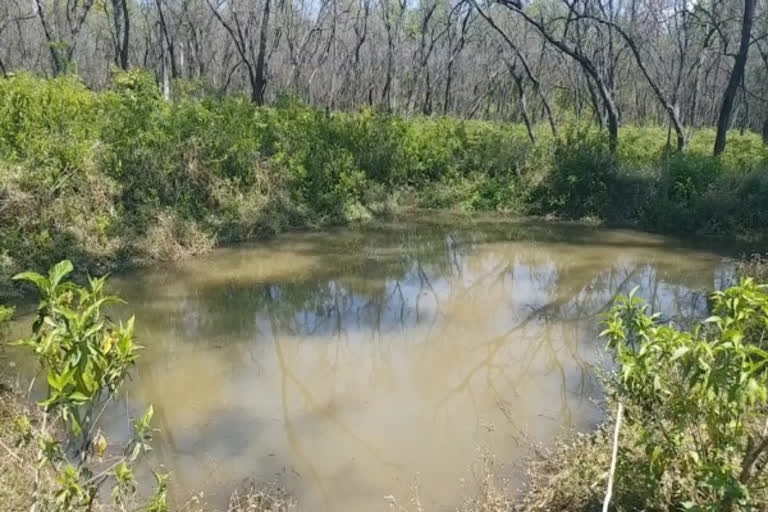 HP: An amazing initiative by the youth, makes water pond for animals