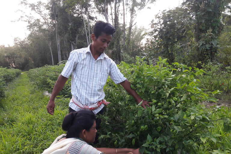 no lockdown effect on a farmer couple of teok