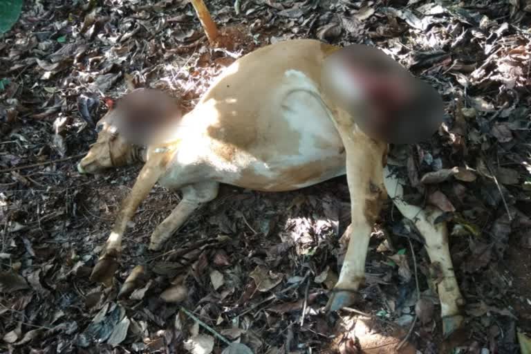 Tiger attacks in Kodagu: 3 cow died