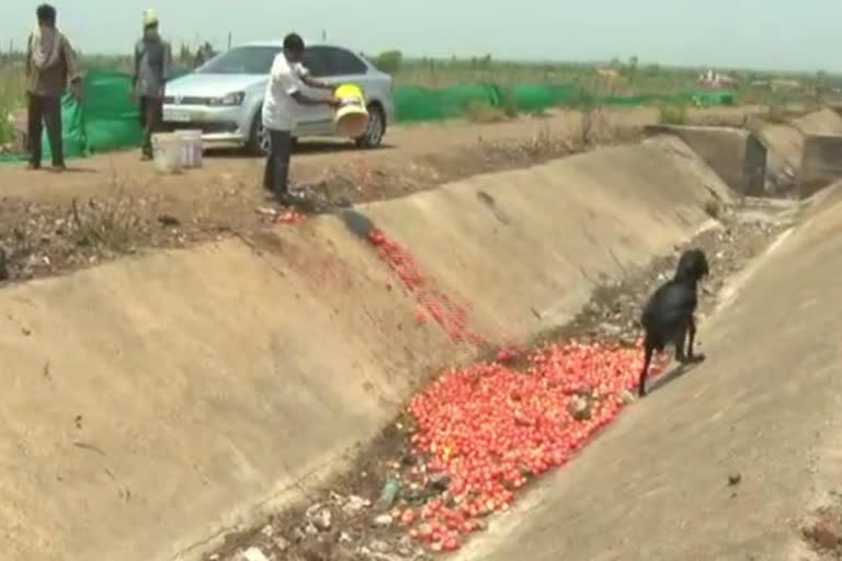 Farmer poured into a 120-ton tomato crop canal.