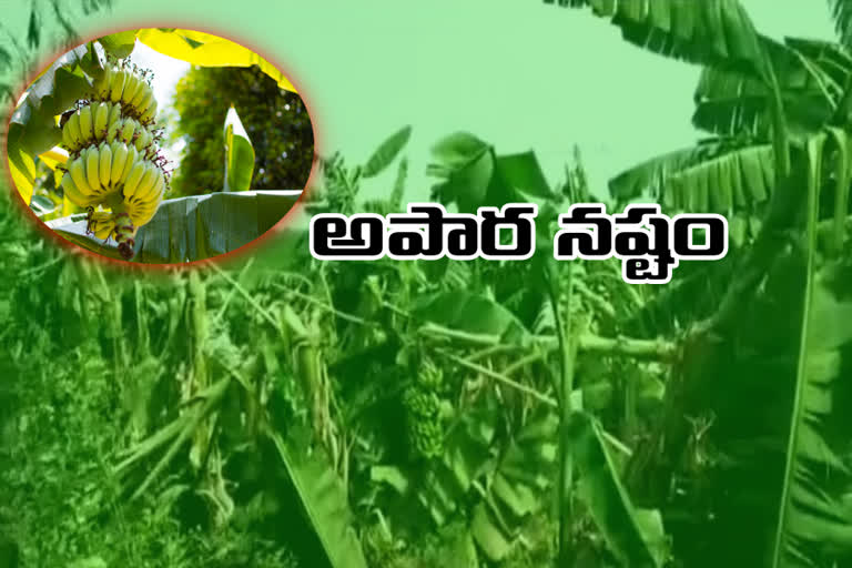 due to heavy rain huge damage to banana farmer at nandigama in krishna