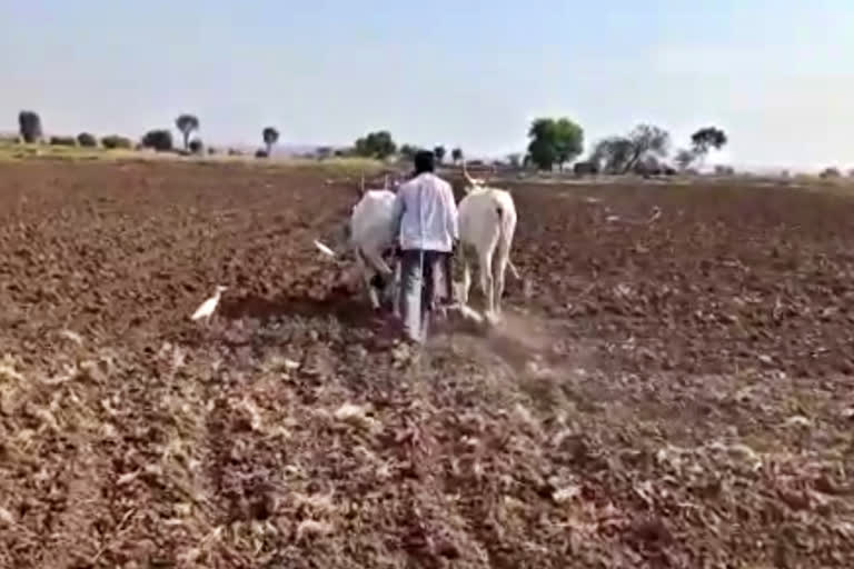 agricultural-work-in-banapur-jalna