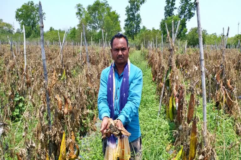 farmers-upset-due-to-rain-and-hail-in-bastar