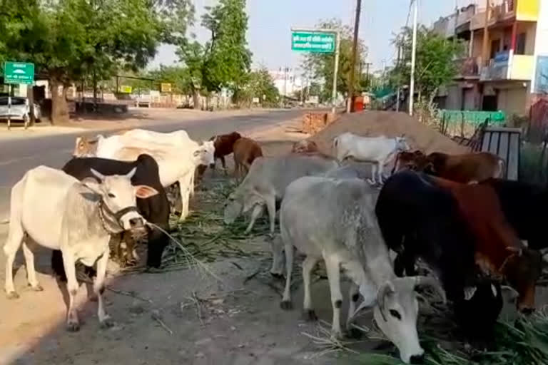 In Dewas, the NGO is feeding the destitute cows every day