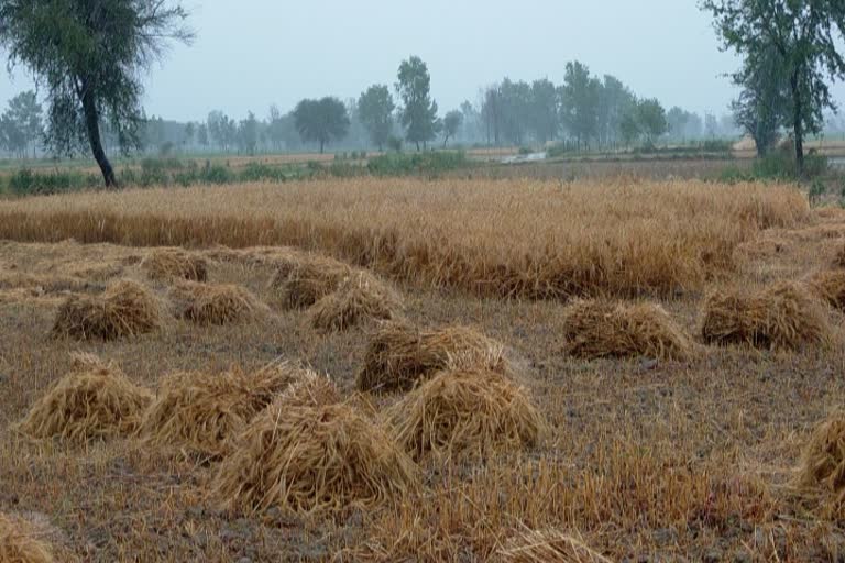 rains increased problems of farmers