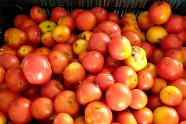 Perishable tomatoes with transportation restrictions in guntur district