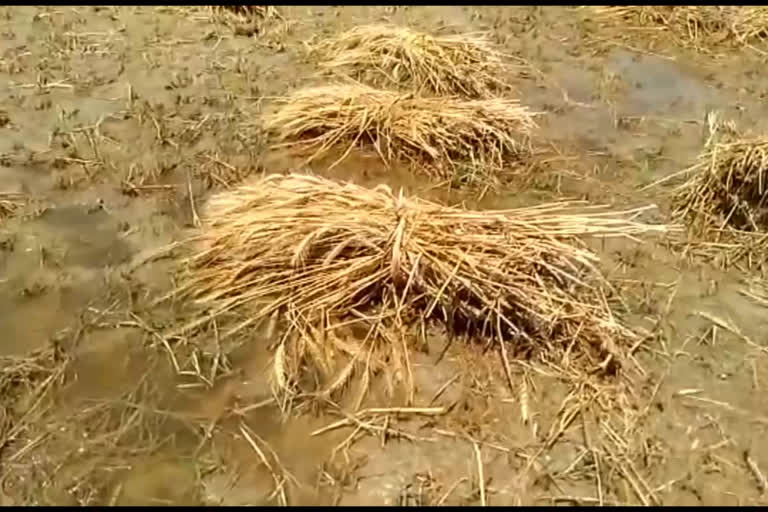 hail storm damages farmers crops in noida