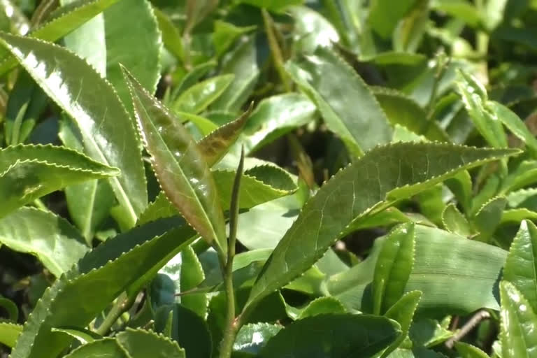 Kangra tea