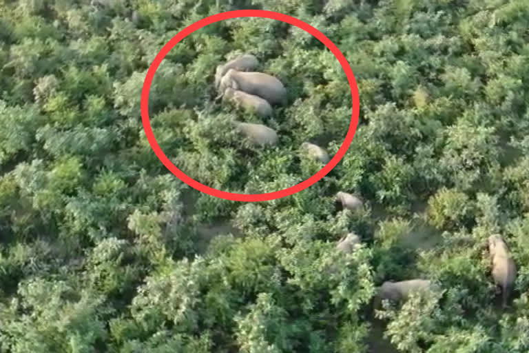 mahasamund elephant group