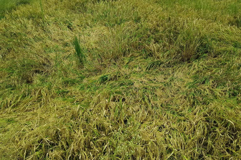 Hundreds of acres of paddy crop damaged by rain