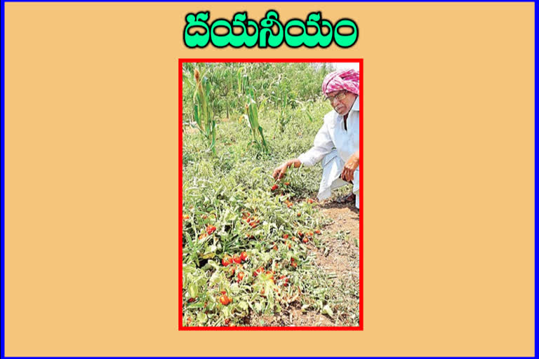 tomato farmers difficulties due to lockdown