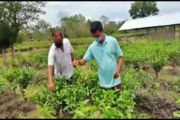 local tea cultivators of assam facing loss due to lockdown