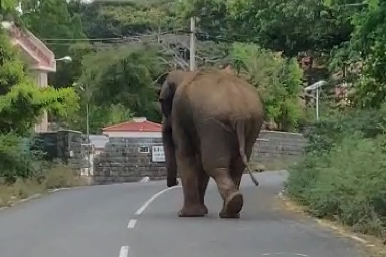 Wild animals roaming the roads in covai due to curfew