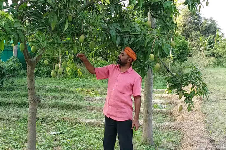 Why is the zardalu mango of Bhagalpur so special?