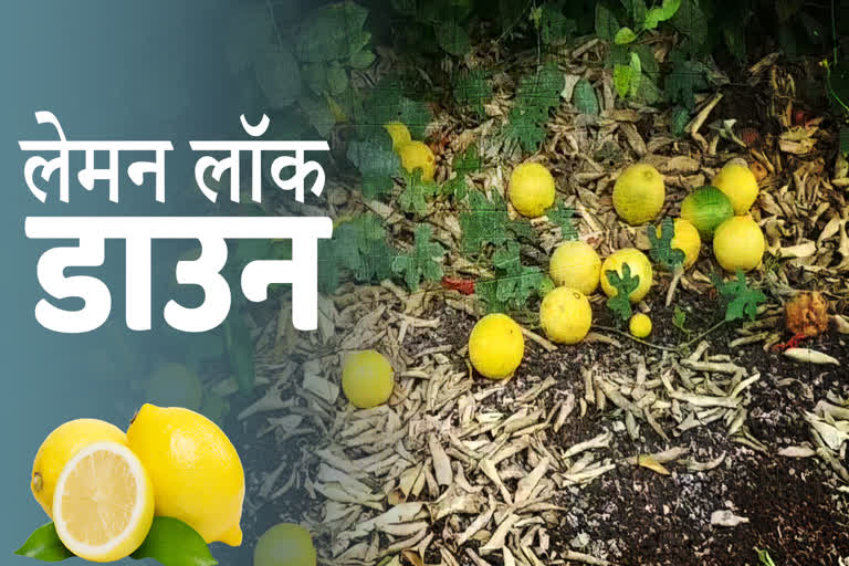 Lemon farmer upset due to lockdown in Dhar