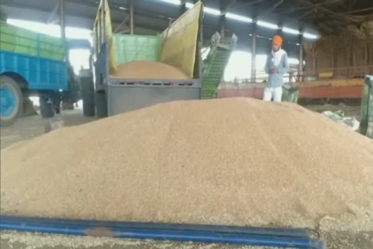 Farmers in Moga are not able to sell their wheat  harvest