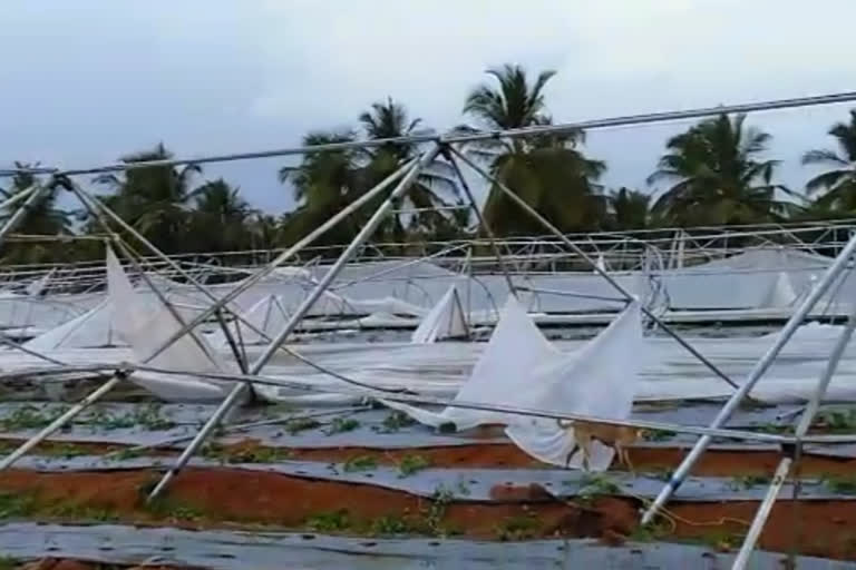 Complete destruction of the farmer's crop