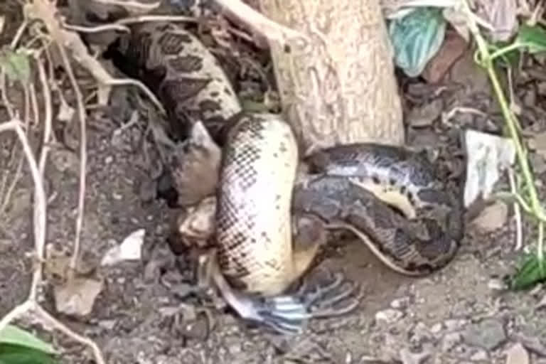 The python is a disturbance in Narsapuram