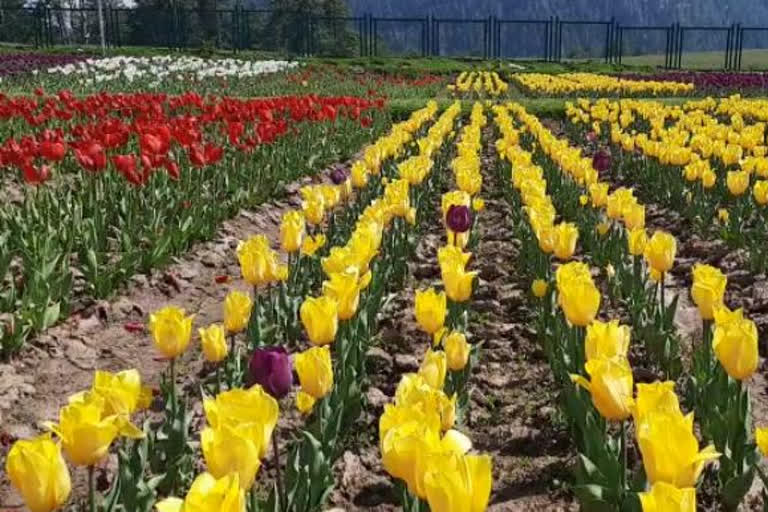 Tulip Garden at Sanasar  Covid-19 crisis  Udhampur  threats of COVID-19  Tulip garden in Jammu  ടുലിപ് ഗാര്‍ഡന്‍  ജമ്മു കശ്‌മീര്‍ ടുലിപ് ഗാര്‍ഡന്‍  ഭൂമിയിലെ പറുദീസ  ഉധംപൂര്‍ ടുലിപ്  ടുലിപ് വസന്തം