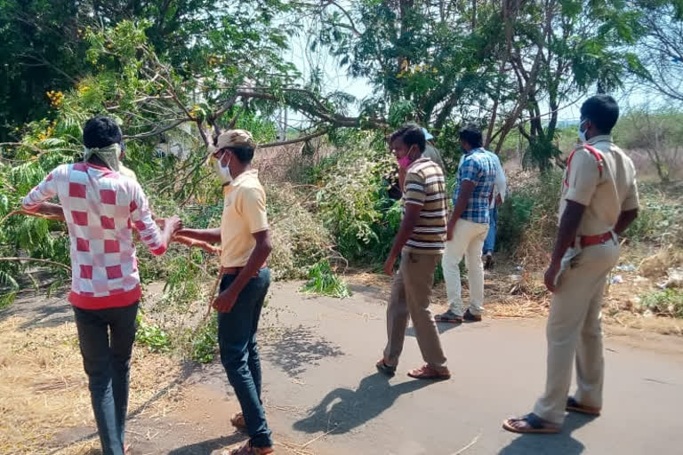 Trees cross the road in fear of corona in banumukkala kurnool district