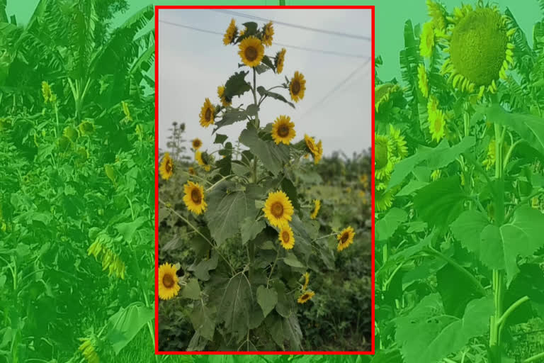 many flowers for sunflower plant