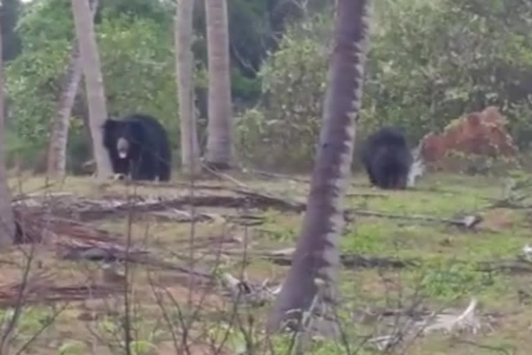 bears grooming in uddhanam srikakulam district