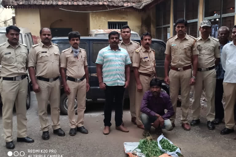 Man arrested for growing marijuana in the backyard of a house in Shimoga