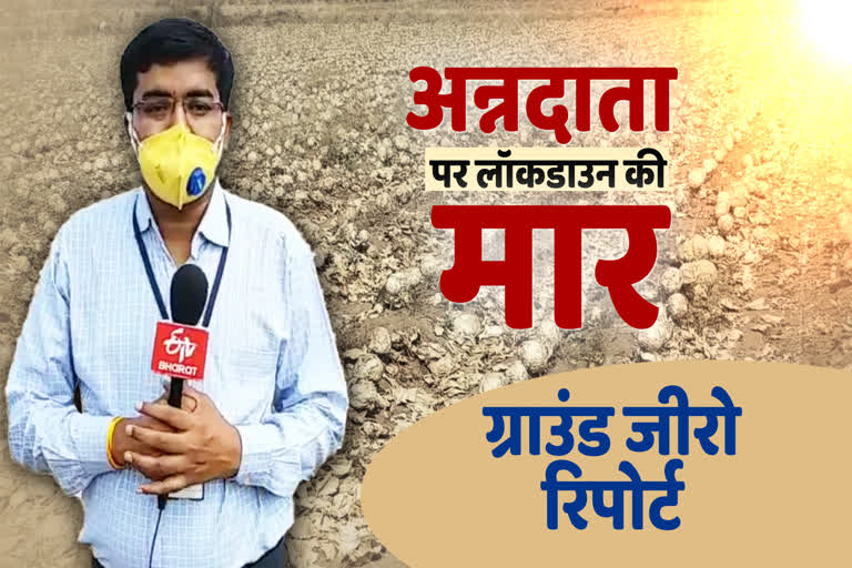 corona-virus-lockdown-cabbage-crop-destroyed-in-chhindwara