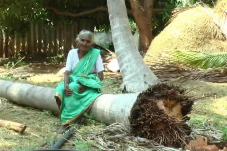 தேனியில் சூறைக்காற்றுடன் மழையில் நாசமான மரங்கள்