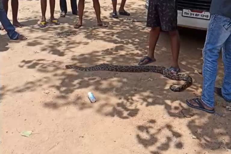 python rescued and left in forest